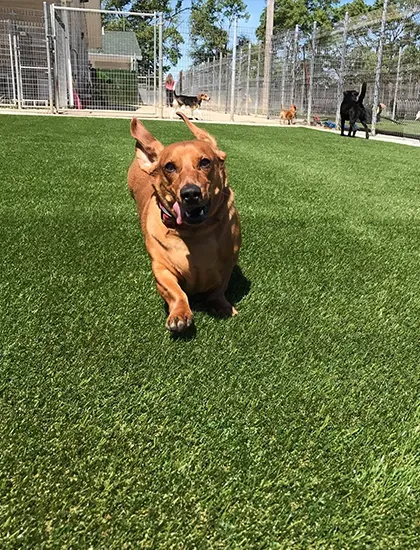 Artificial Turf | Premiere Floor Covering