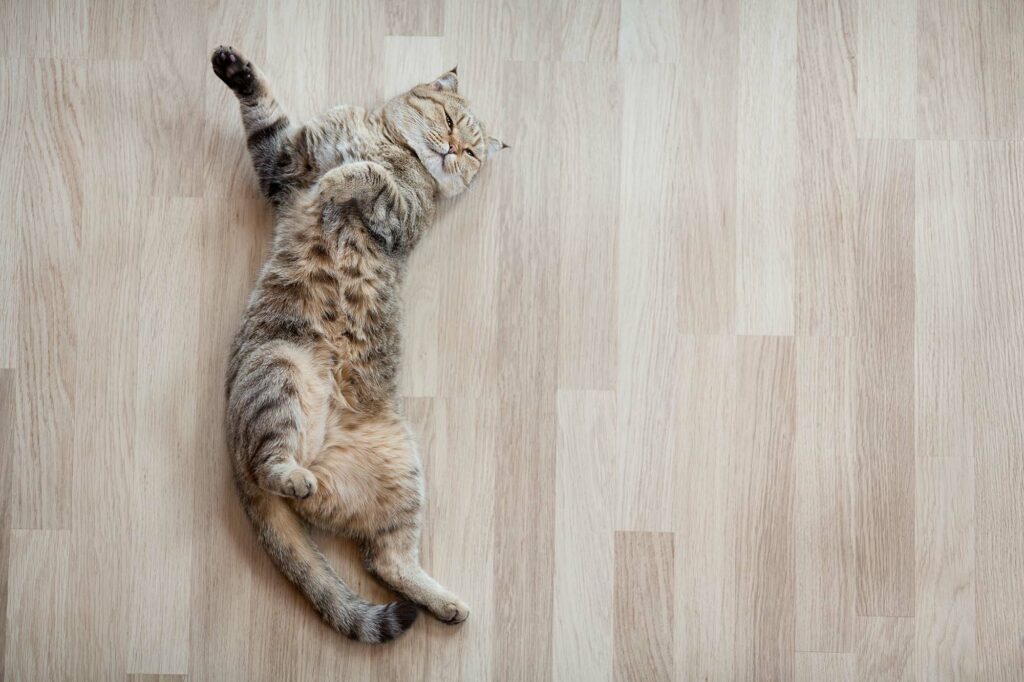 Pet-Friendly Flooring for Lebanon, OR