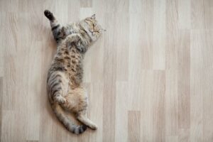 Pet-Friendly Flooring for Lebanon, OR